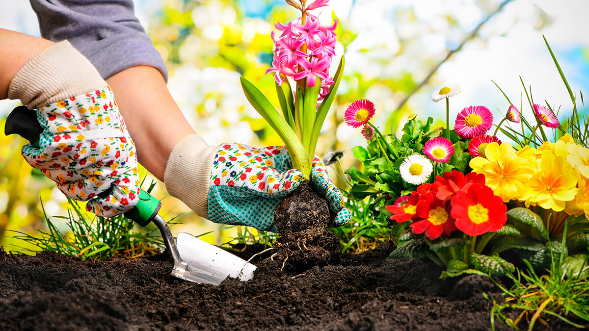 Pretty flowers being planted in a garden