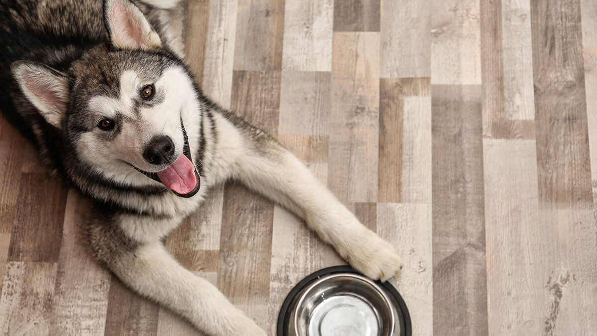 Dog laying on the floor in front of water bowl