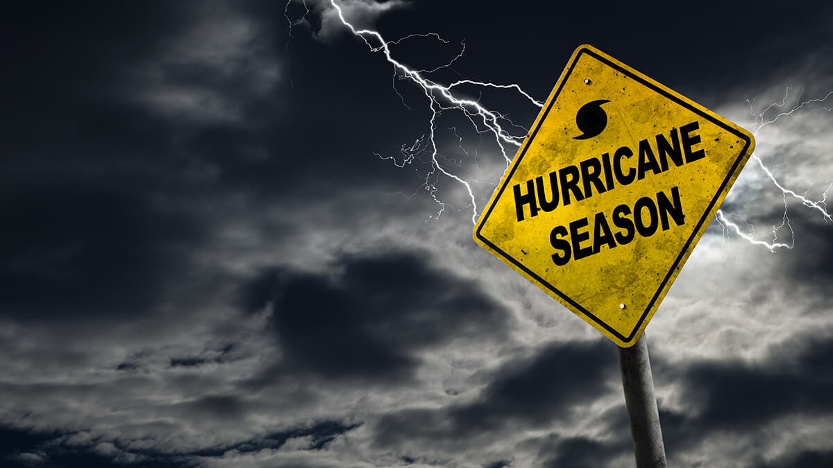 Palm trees thrashing in the high winds