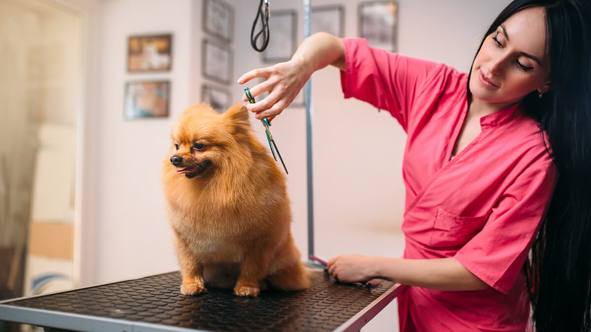 A dog getting its hair cut by scissors