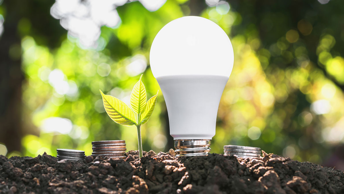 A light bulb in the woods