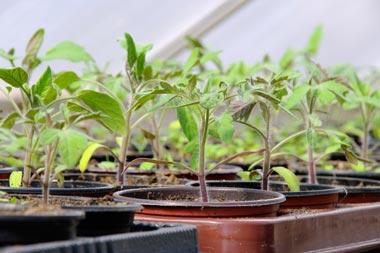 A group of potted plants holding baby plants