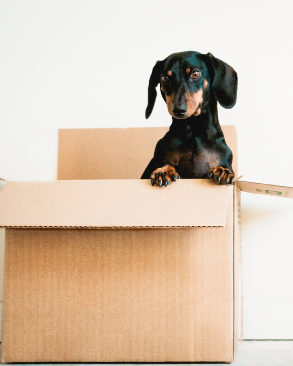 Dog in a box